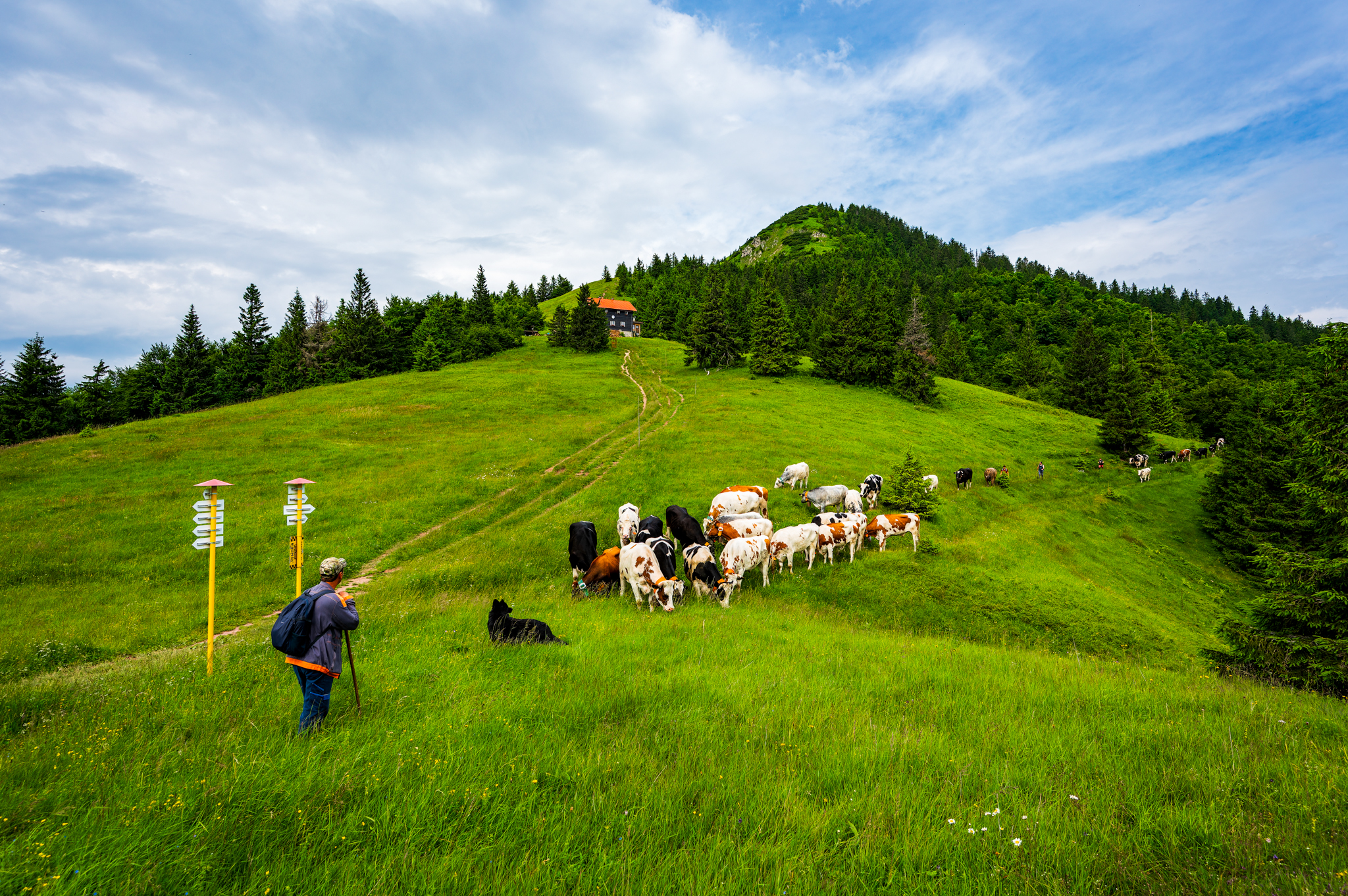 NZ6 0979 DxO DeepPRIME XD2s